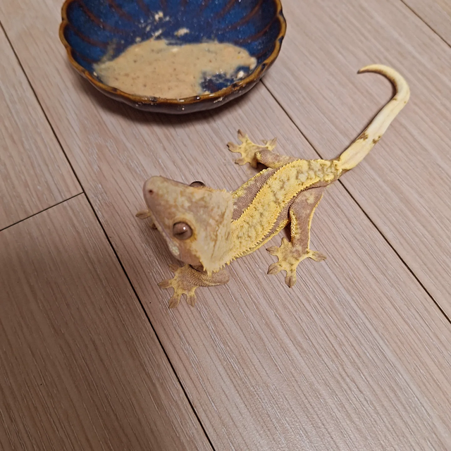 레드 할리퀸