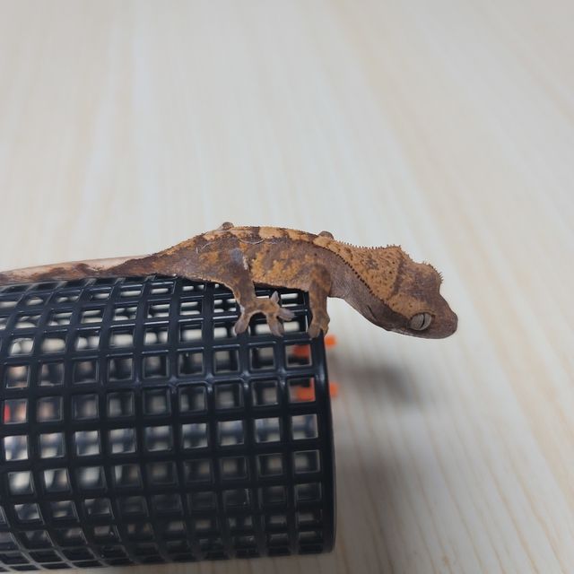 노멀