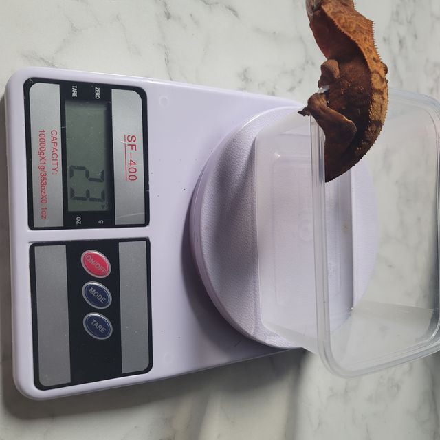 할리퀸 할로윈 텐저린