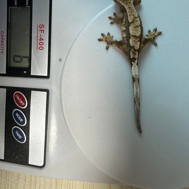 세이블