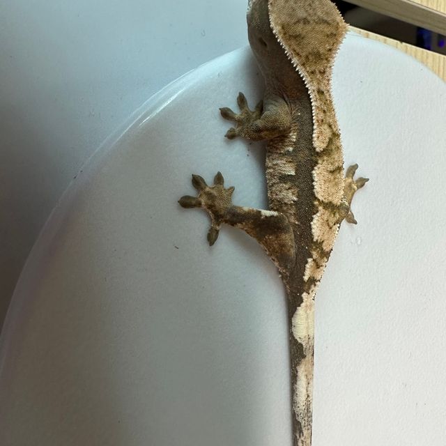 세이블