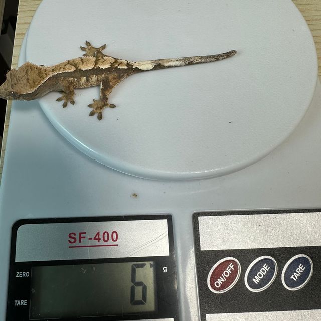 세이블