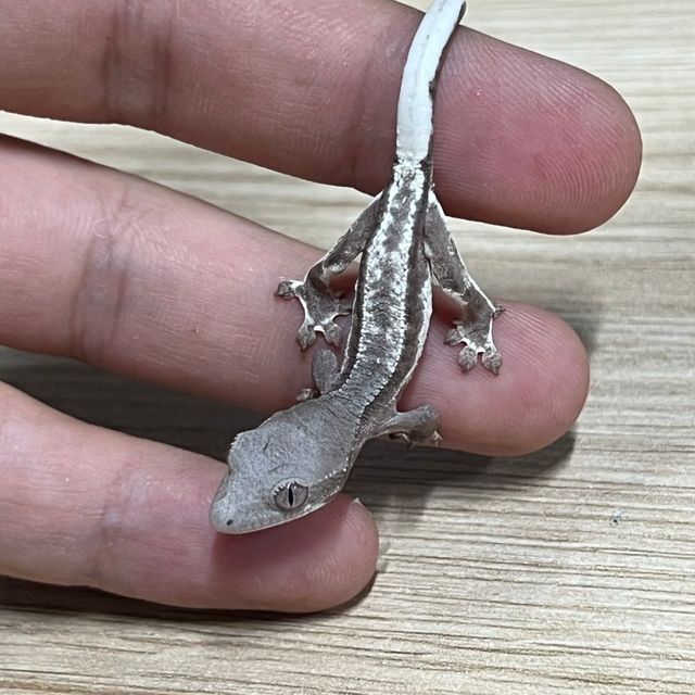 세이블 팬텀