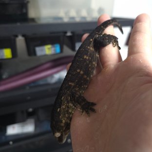 리핀리치스 멜라니스틱 GT