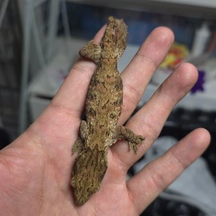 트루 컬러 하이 컬러