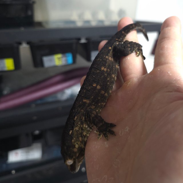 리핀리치스 멜라니스틱 GT