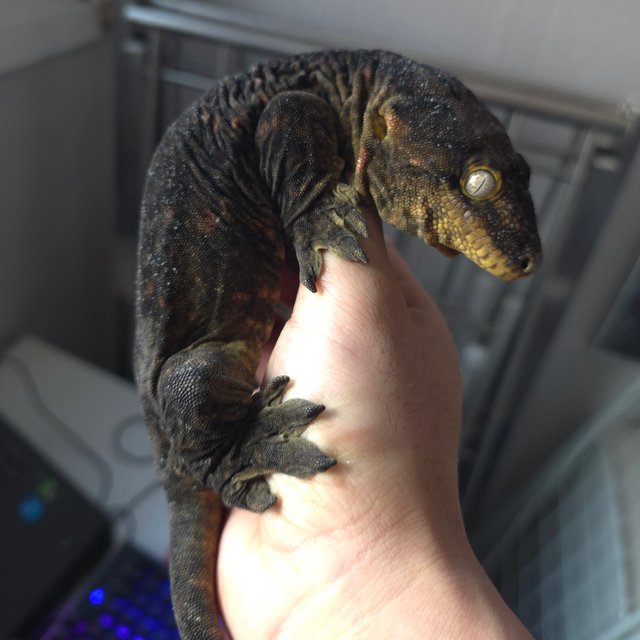 다스몰 프리델 멜라니스틱 GT