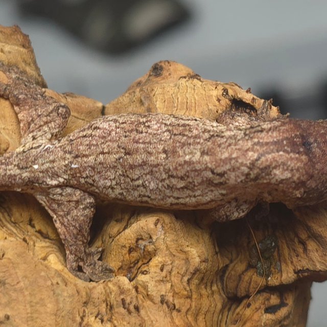 GTX 헷 멜라니스틱 하키토 하이 컬러