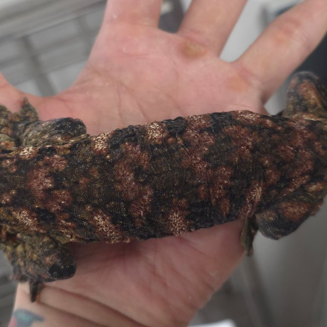 하이 컬러 다스몰