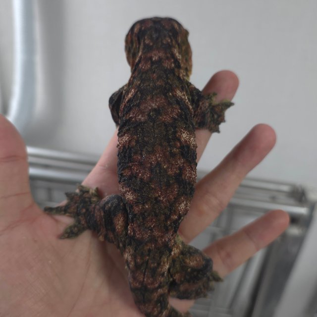 하이 컬러 다스몰