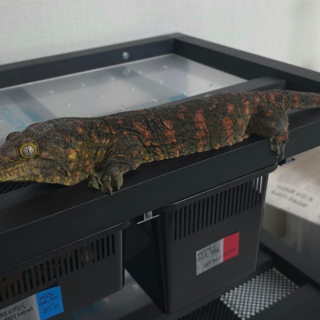 하키토 레드바 GT