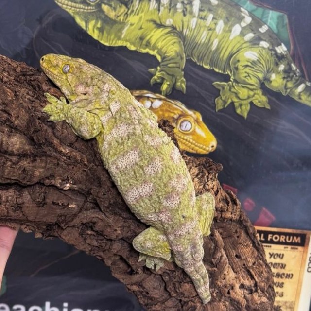 노멀 트루 컬러 하이 컬러