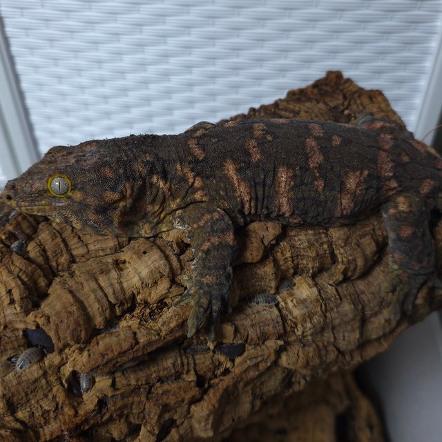 레드바 헷 멜라니스틱 GT