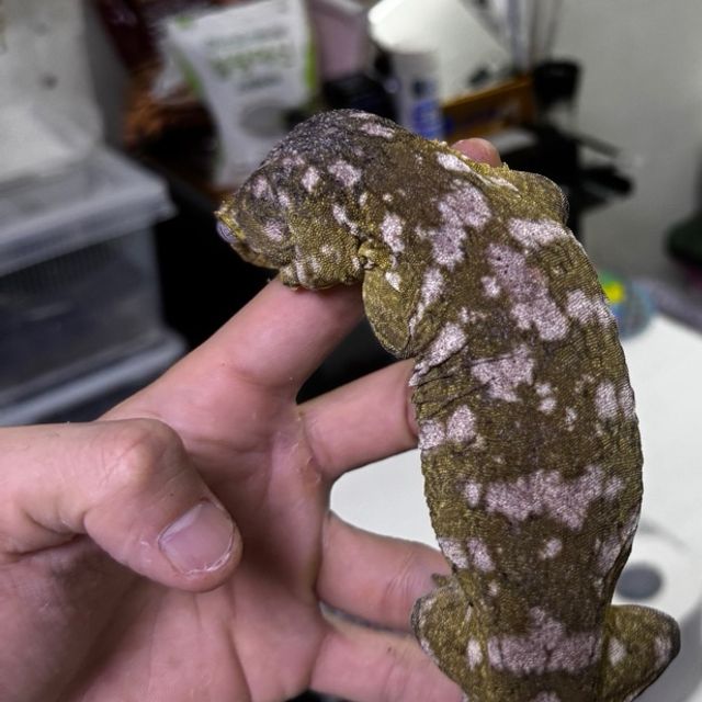 누아미