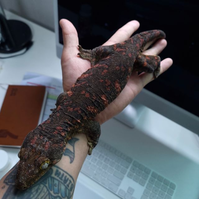 하키토 레드바 GT