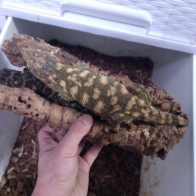 노멀 트루 컬러 하이 컬러