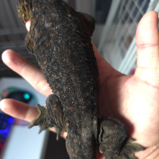 다스몰 프리델 멜라니스틱 GT