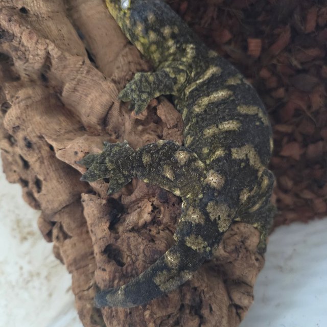 프리델 GT 하키토