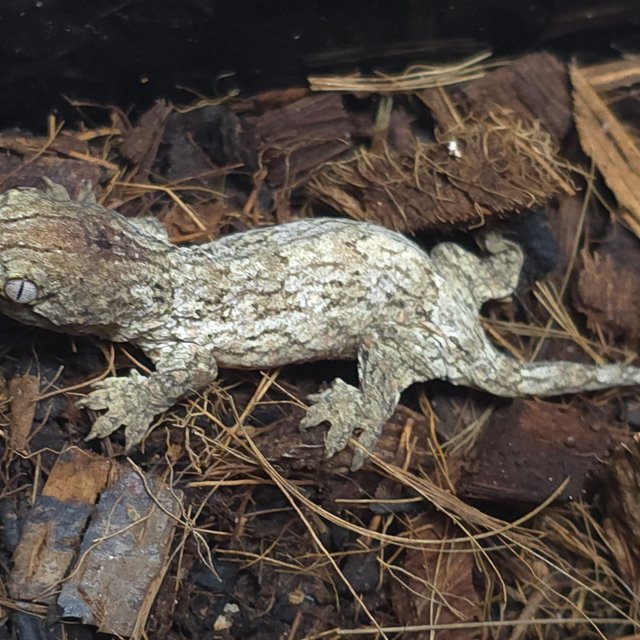 GTX 헷 멜라니스틱 하키토 하이 컬러