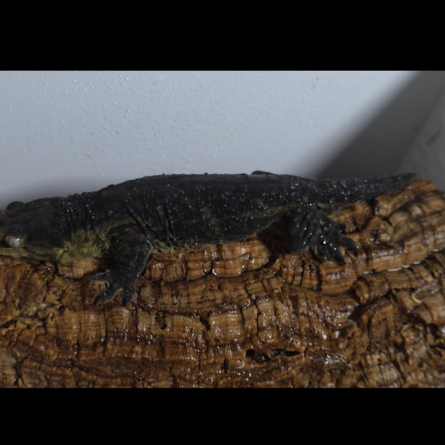 리핀리치스 트로거 멜라니스틱 GT