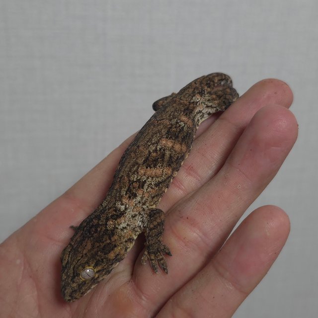 하이 컬러 헷 멜라니스틱