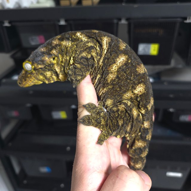 프리델 GT 하키토