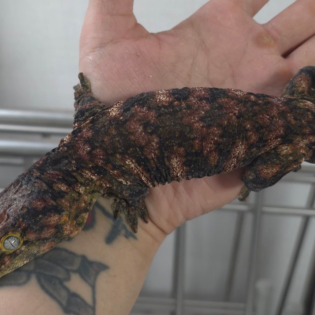 하이 컬러 다스몰