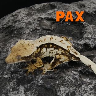 팍스