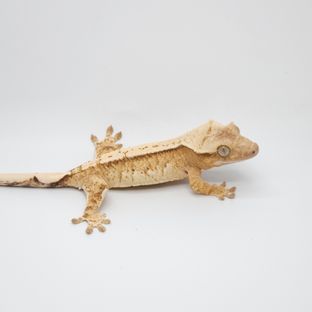 크림 크림시클 옐로우