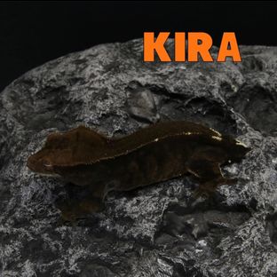 키라