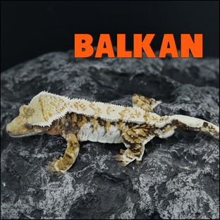발칸