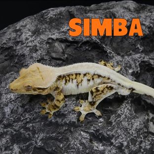 심바