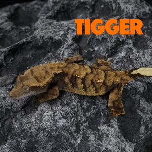티거