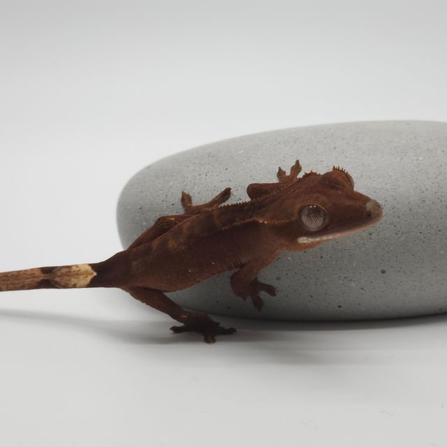 챠콜