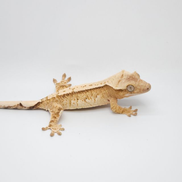 크림 크림시클 옐로우