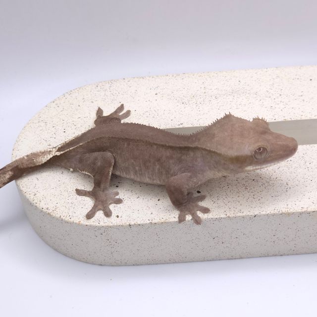아잔틱 팬텀