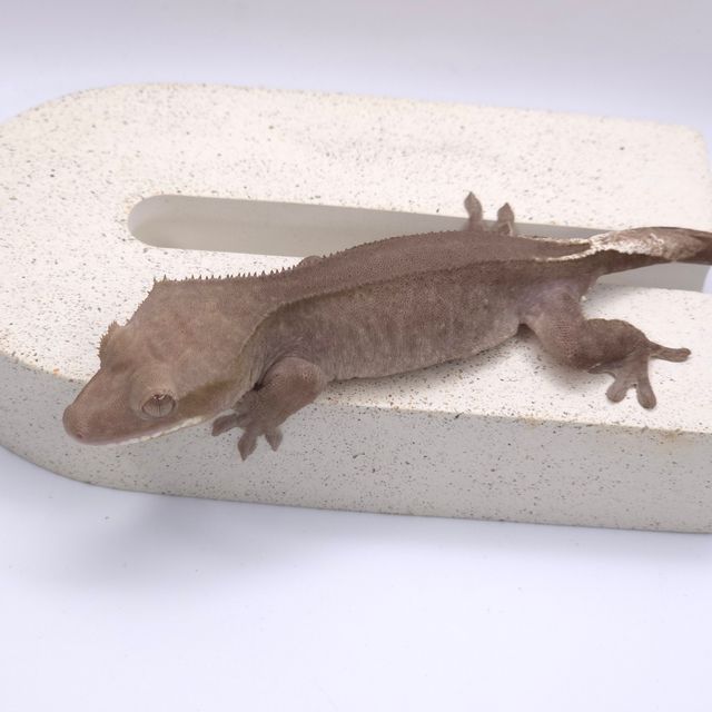 아잔틱 팬텀