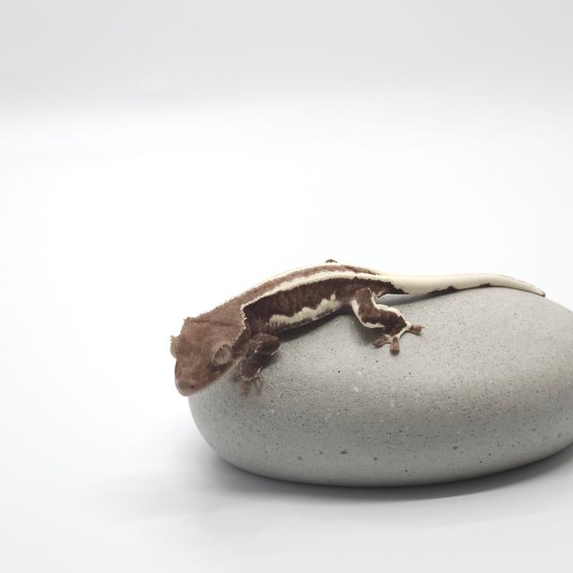 릴리화이트 아잔틱