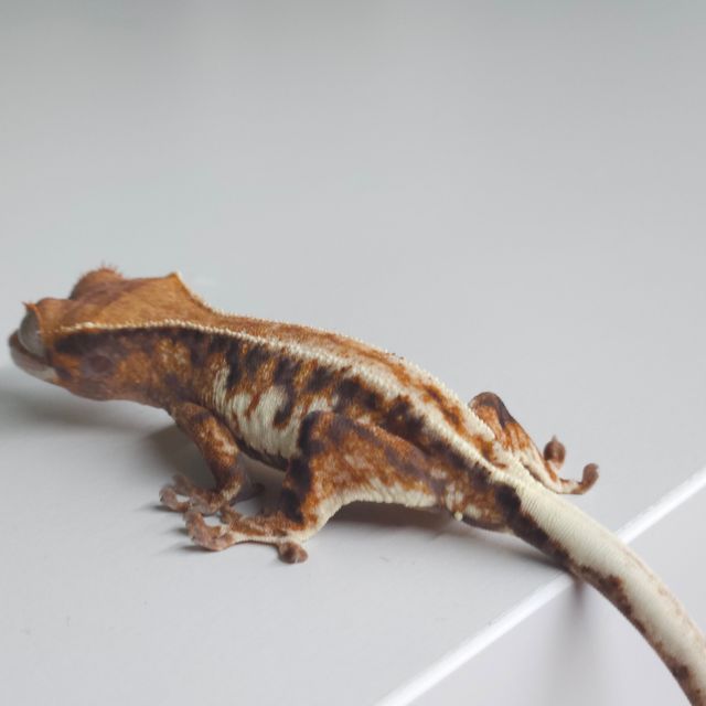 프라푸치노 트라이
