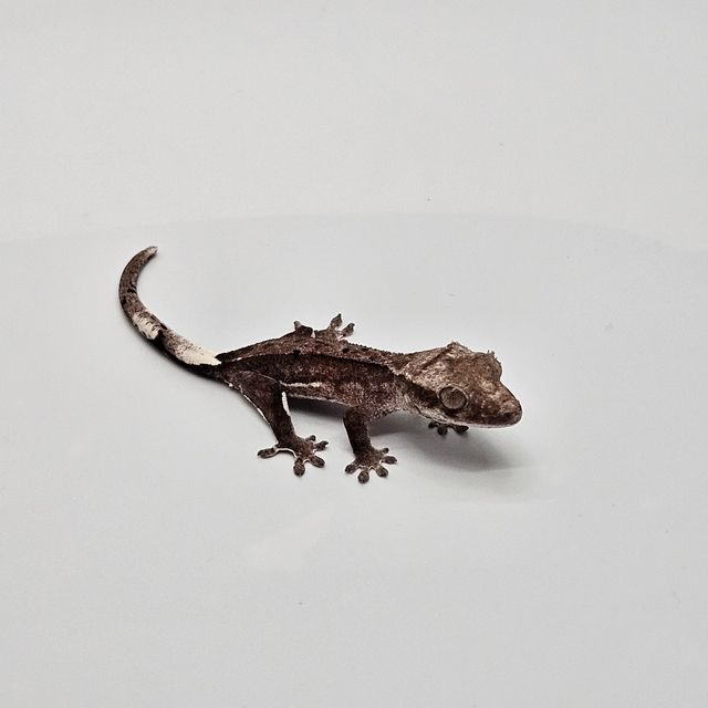 아잔틱