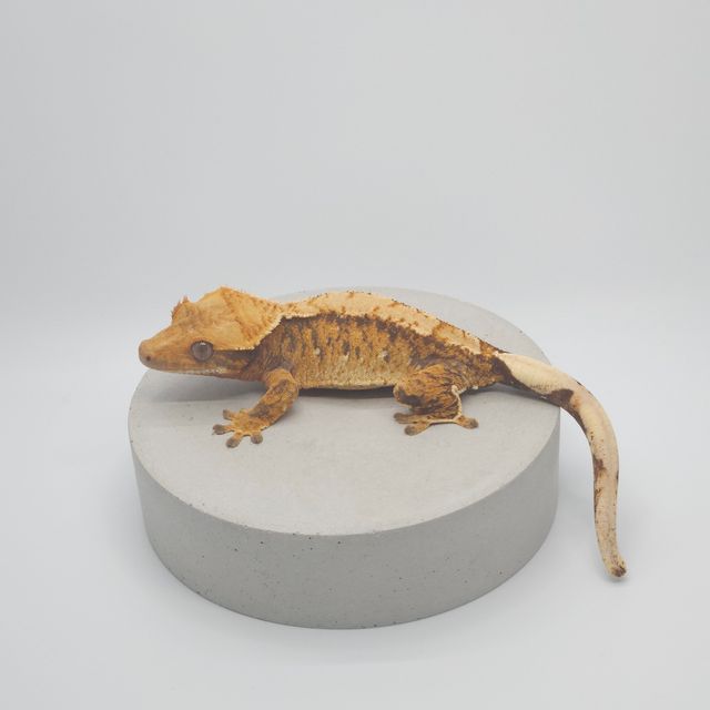 노멀 트라이 텐저린