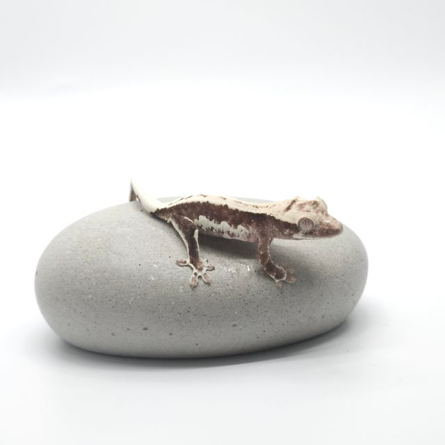 릴리화이트 릴잔틱 아잔틱