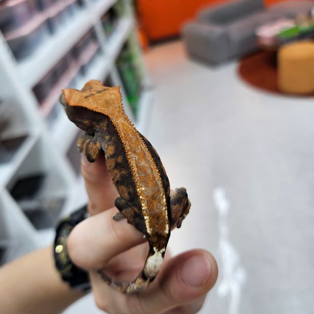카푸치노