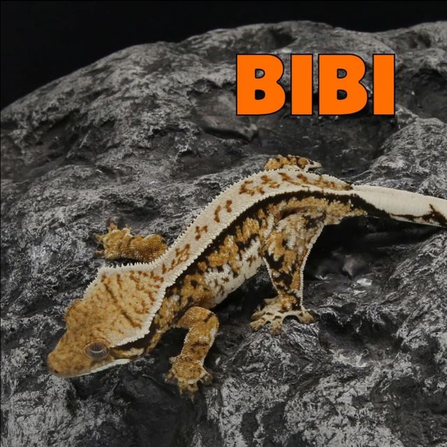 노멀 트라이