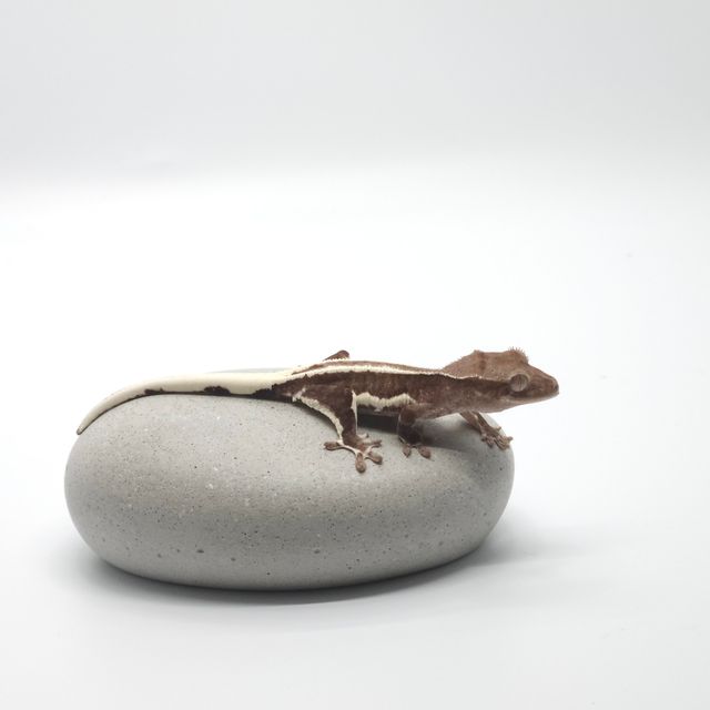 릴리화이트 아잔틱