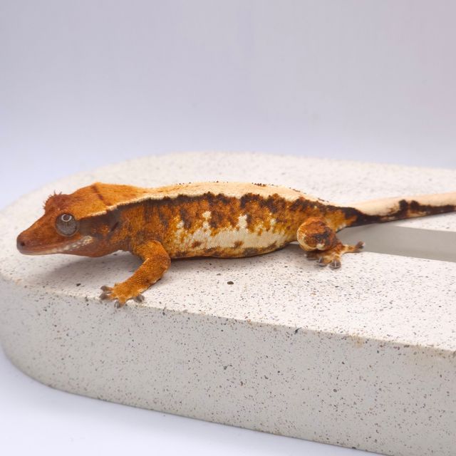 노멀 트라이 텐저린