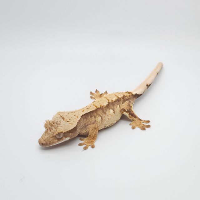 노멀 트라이 바브
