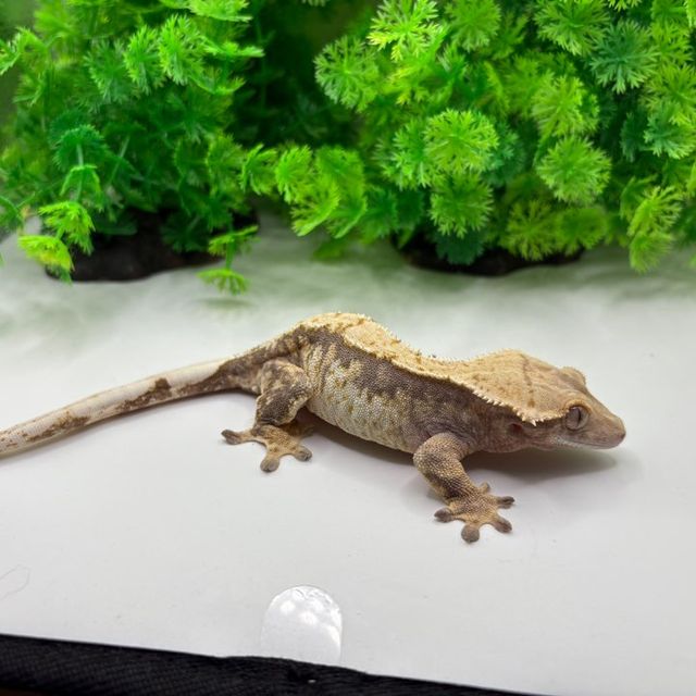 노멀 트라이 익스트림할리퀸