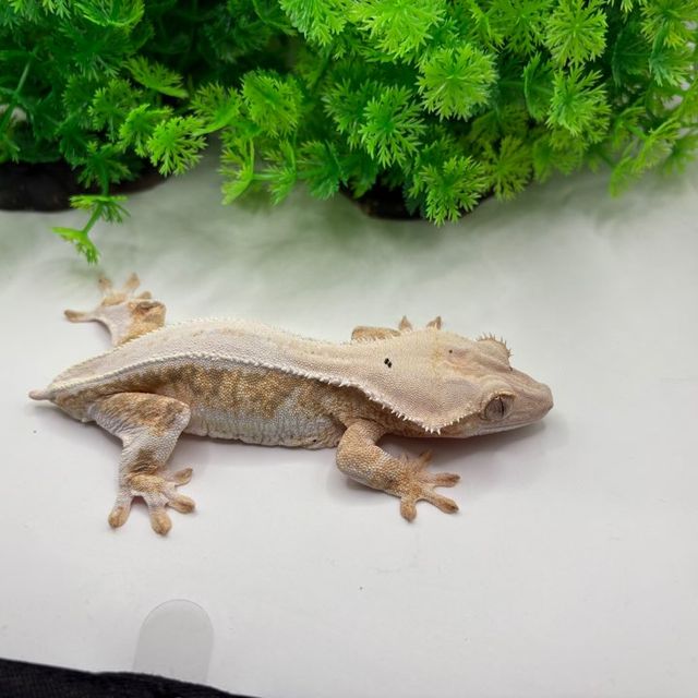 릴리화이트 트라이 익스트림할리퀸