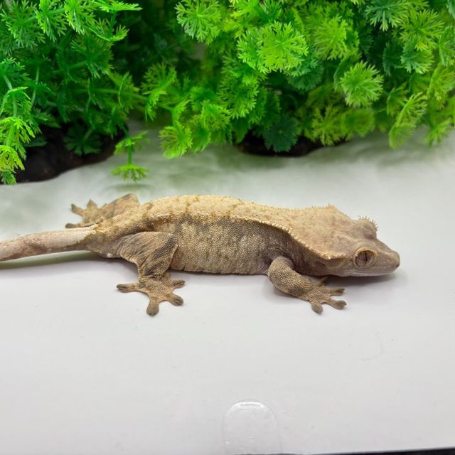 노멀 드리피 할리퀸